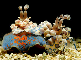 Пятнистая креветка-арлекин Пятнистая креветка-арлекин