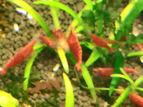 Фото Вишневая креветка