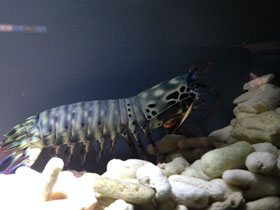 Смотреть фото Рак-богомол Фото Рак-богомол