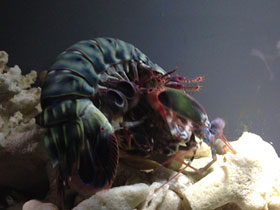 Смотреть фото Рак-богомол Фото Рак-богомол