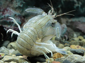 Фото Рак-богомол