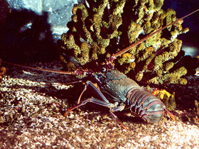 Фото Разноцветный лангуст