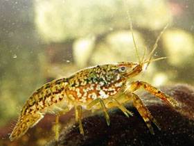 Смотреть фото Мраморный рак Фото Мраморный рак