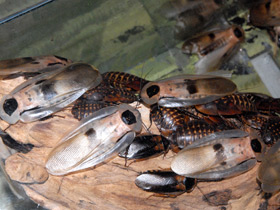 Смотреть фото Гигантский таракан Фото Гигантский таракан