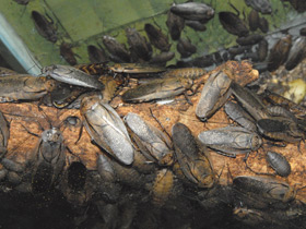 Смотреть фото Мадейрский таракан Фото Мадейрский таракан