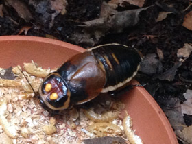 Смотреть фото Таракан-автомобильчик Фото Таракан-автомобильчик