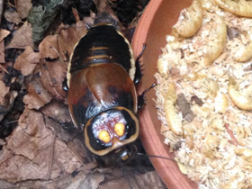 Смотреть фото Таракан-автомобильчик Фото Таракан-автомобильчик