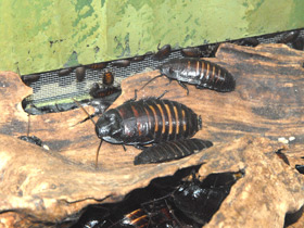 Смотреть фото Таракан принцисия Фото Таракан принцисия