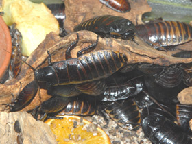 Смотреть фото Таракан принцисия Фото Таракан принцисия