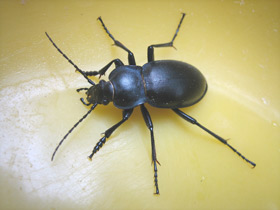 Смотреть фото Жужелица гладкая Фото Жужелица гладкая