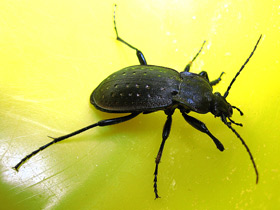 Жужелица дубравная Жужелица дубравная