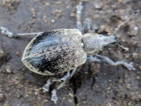 Смотреть фото Острокрылый слоник Фото Острокрылый слоник