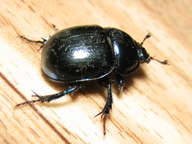 Фото Навозники-землерои