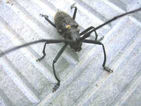 Смотреть фото Большой черный еловый усач Фото Большой черный еловый усач