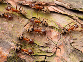 Смотреть фото Семечко Фото Семечко