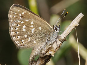 Смотреть фото Голубянка Римн Фото Голубянка Римн