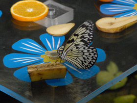 Фото Гигантская лесная нимфа