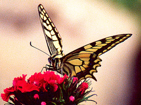 Махаон Махаон