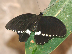 Парусник полит Парусник полит
