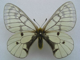 Фото Аполлон Фельдера