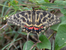 Смотреть фото Серицин Монтела Фото Серицин Монтела