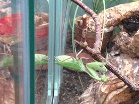 Смотреть фото Древесный богомол Фото Древесный богомол