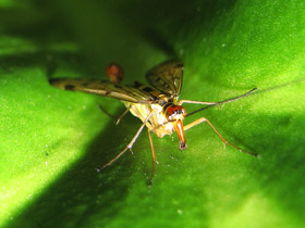 Фото Самые необычные и удивительные животные