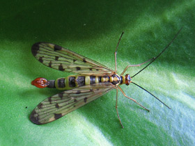 Фото Самые необычные и удивительные животные