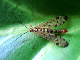 Фото Самые необычные и удивительные животные