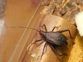 Сверчки Homoeogryllus