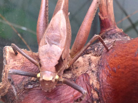 Смотреть фото Камбоджийский кузнечик Фото Камбоджийский кузнечик