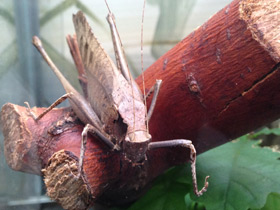 Смотреть фото Камбоджийский кузнечик Фото Камбоджийский кузнечик