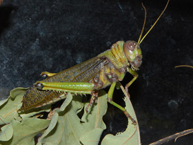 Фото Кузнецы-кузнечики