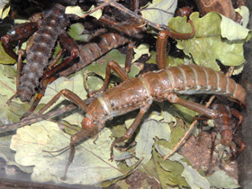 Фото Новогвинейский палочник
