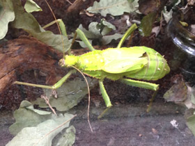 Смотреть фото Разнокрылый гигантский палочник Фото Разнокрылый гигантский палочник