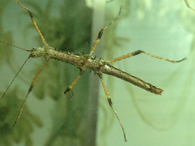 Смотреть фото Колючий палочник Фото Колючий палочник