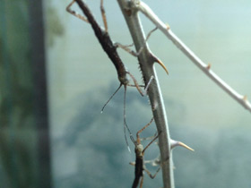 Смотреть фото Колючий палочник Фото Колючий палочник