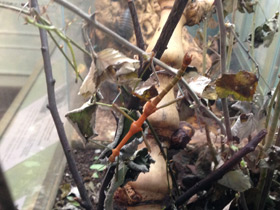 Смотреть фото Палочник перифетес Фото Палочник перифетес