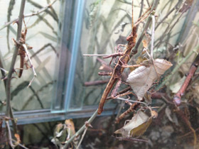 Смотреть фото Филиппинский палочник Фото Филиппинский палочник