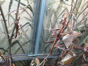 Смотреть фото Филиппинский палочник Фото Филиппинский палочник