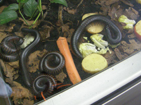 Смотреть фото Настоящие кивсяки Фото Настоящие кивсяки