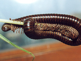 Смотреть фото Настоящие кивсяки Фото Настоящие кивсяки