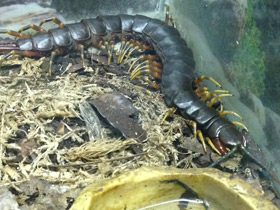 Фото Настоящие сколопендры