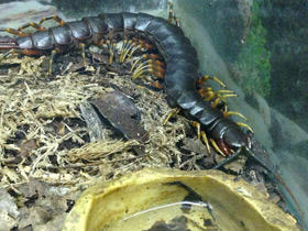 Фото Настоящие сколопендры