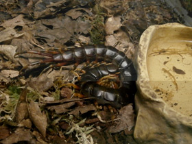 Фото Настоящие сколопендры