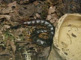 Фото Настоящие сколопендры