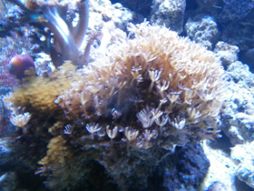 Смотреть фото Ксения пульсирующая Фото Ксения пульсирующая