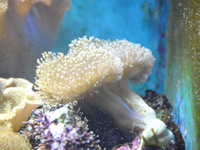 Саркофитон