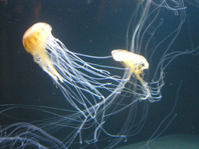 Смотреть фото Компасная медуза Фото Компасная медуза
