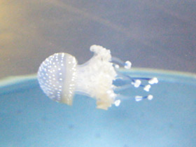 Смотреть фото Пятнистая австралийская медуза Фото Пятнистая австралийская медуза